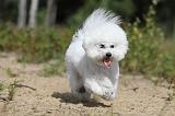 BICHON FRISE 364